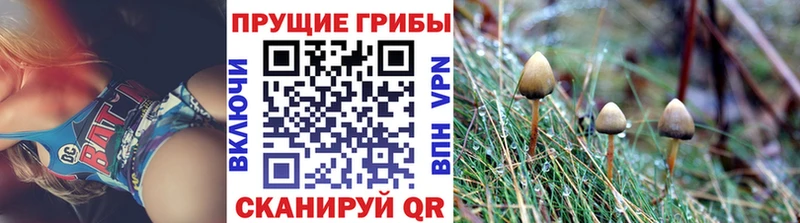 купить закладку  Дальнегорск  Псилоцибиновые грибы Psilocybine cubensis 